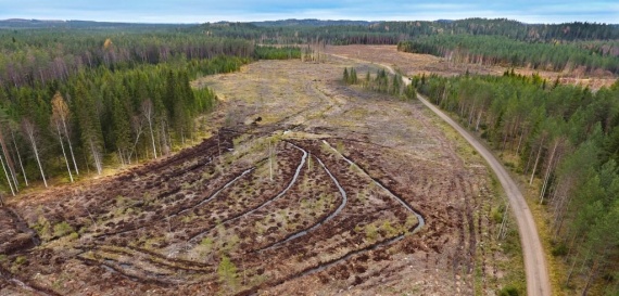 Мировая экология: Как тайга превращается в туалетную бумагу