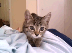 КОТЕЙКИ НА НИЖНЕМ СТАРТЕ. оГИФические. КОТЕЙКИ НА НИЖНЕМ СТАРТЕ. оГИФические.