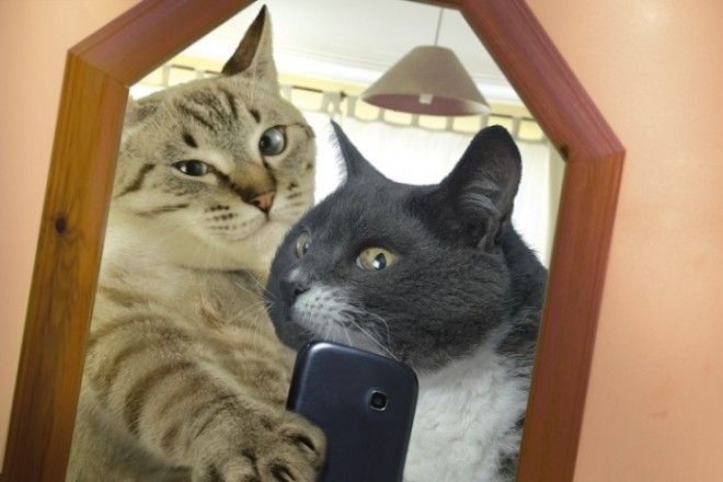 Котоселфи (12 фото) Котоселфи (12 фото)