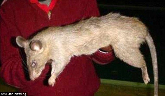 Гигантская крыса обглодала трехмесячного ребенка, пока его мать развлекалась на пьяной вечеринке