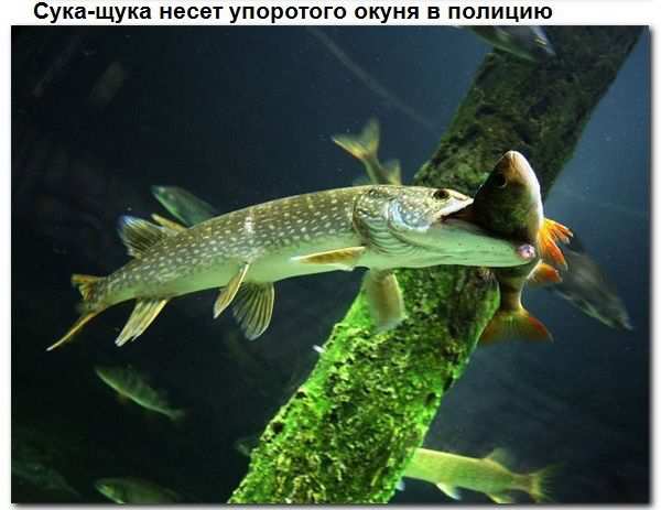 Взаимопомощь животных. Всем добра! Взаимопомощь животных. Всем добра!
