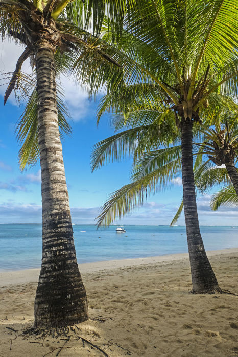 Песчаный пляж с пальмами.