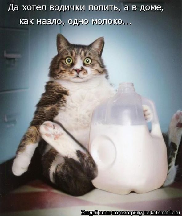 Самые весёлые котоматрицы)) Самые весёлые котоматрицы))