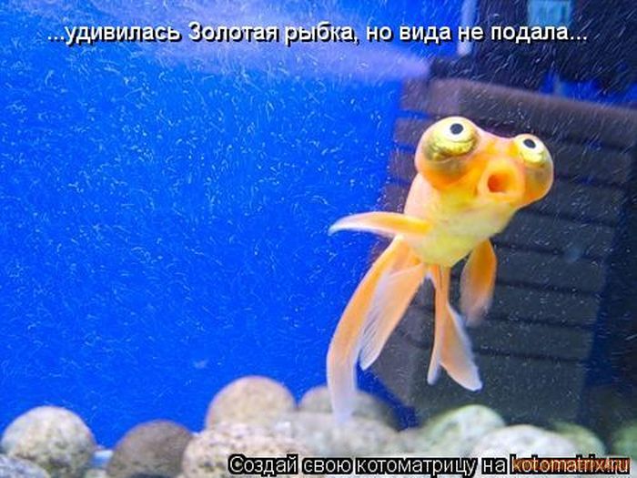 Котоматрицы великолепные, каждая с кусочком позитива и хорошего настроения!!! Котоматрицы великолепные, каждая с кусочком позитива и хорошего настроения!!!