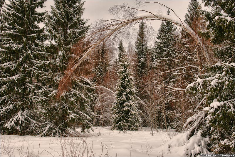 Фото Гжель Зимний лес