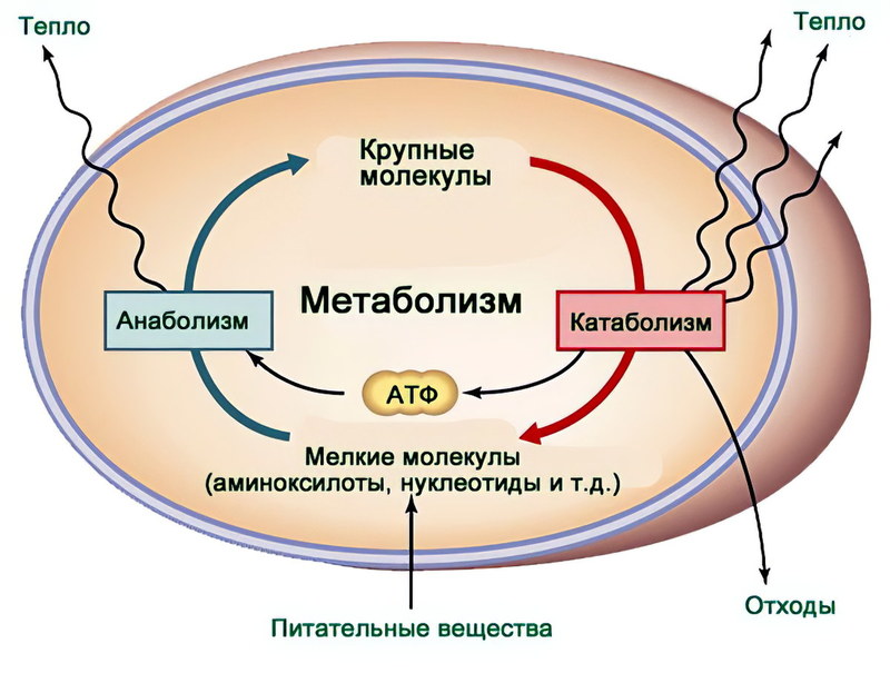 Как ускорить метаболизм: 6 небанальных и действенных методов Как ускорить метаболизм: 6 небанальных и действенных методов