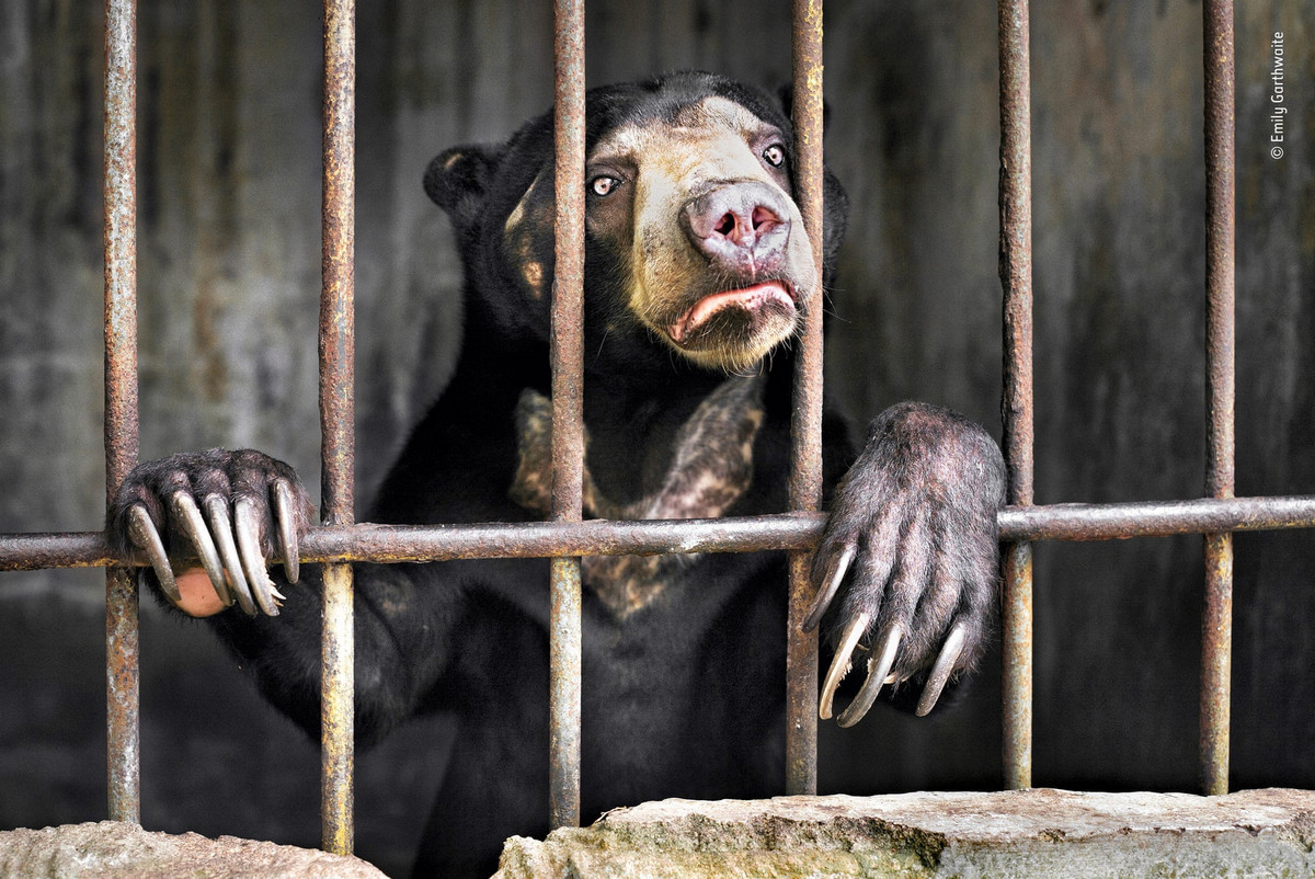 Потрясающие работы конкурса Wildlife Photographer 2019 и 2018