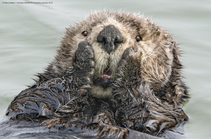 Финалисты конкурса Comedy Wildlife Photography Awards: самые забавные фотки из мира дикой природы за 2019 год Фотография, Дикая природа, Животные, Птицы, Длиннопост