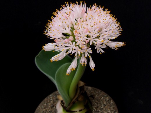 Гемантус приземистый (Haemanthus humilis)