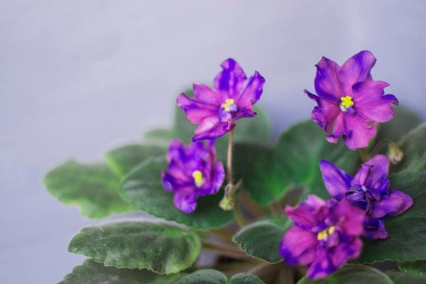 Мой волшебный сад Мой волшебный сад