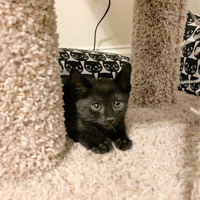 Котенок в доме Черный котенок