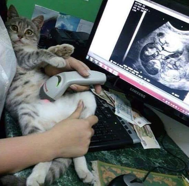 Животные, которые познали радость материнства, и уже пожалели об этом