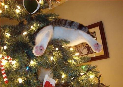 Коты и елка Коты и елка