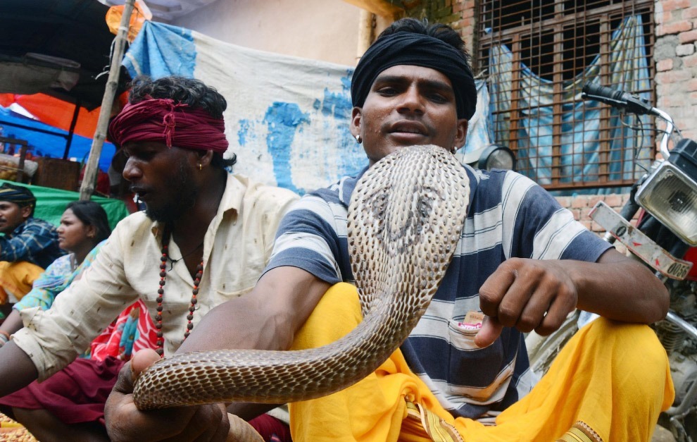 Змеиный фестиваль Nag Panchami —  традиционное поклонение змеям в Индии