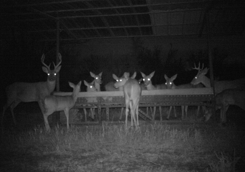 Блог - 15 кадров, на которых фотоловушки застукали диких зверей за очень странными занятиями 15 кадров, на которых фотоловушки застукали диких зверей за очень странными занятиями