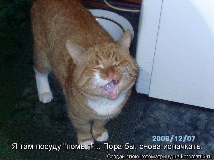 Котоматрицы :)