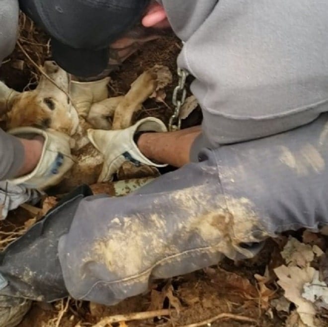 Люди спасают пса Спасатели и собака