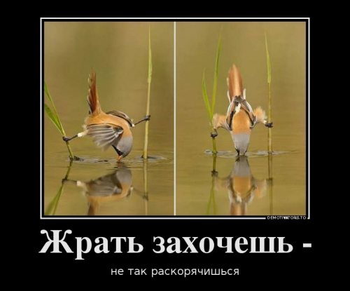 Демотиваторы на 23 февраля (13 шт) Демотиваторы на 23 февраля (13 шт)