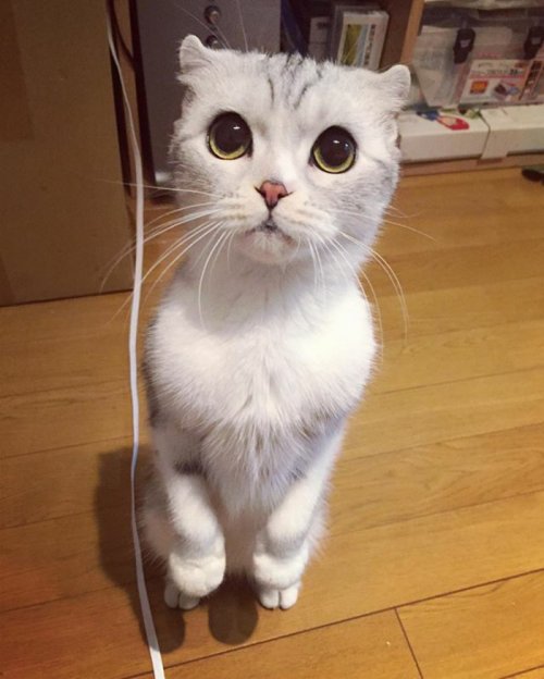 Кошка Хана с большими глазами, взявшая Instagram штурмом (24 фото) Кошка Хана с большими глазами, взявшая Instagram штурмом (24 фото)