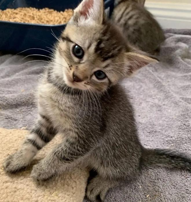 Полосатый котенок Котенок сидит