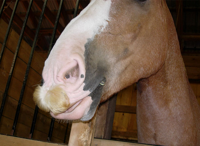 Mustachioed Horse