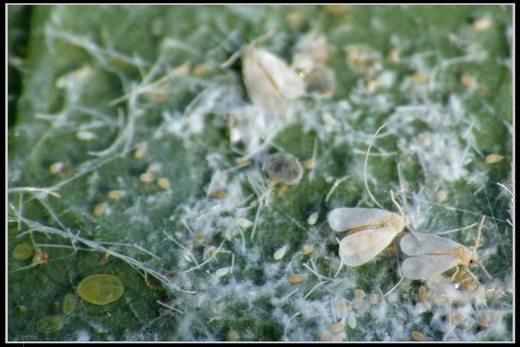Белокрылка (Aleyrodidae)