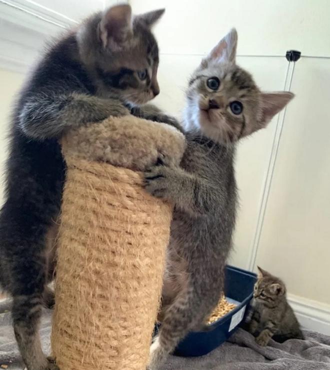Котята играют Котята и игрушка