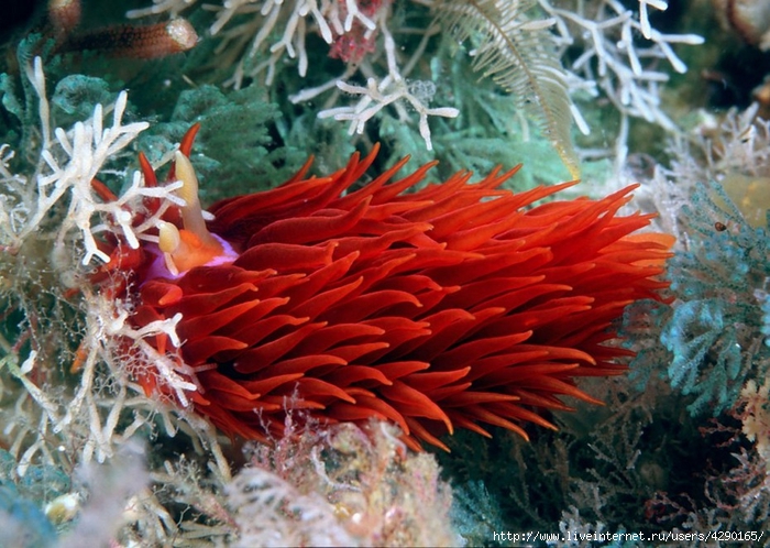 golozhabernye-mollyuski-krasivye-obitateli-podvodnogo-mira00020 (700x498, 321Kb)