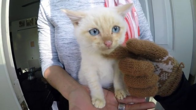 Спасение замёрзшего котёнка Спасение замёрзшего котёнка