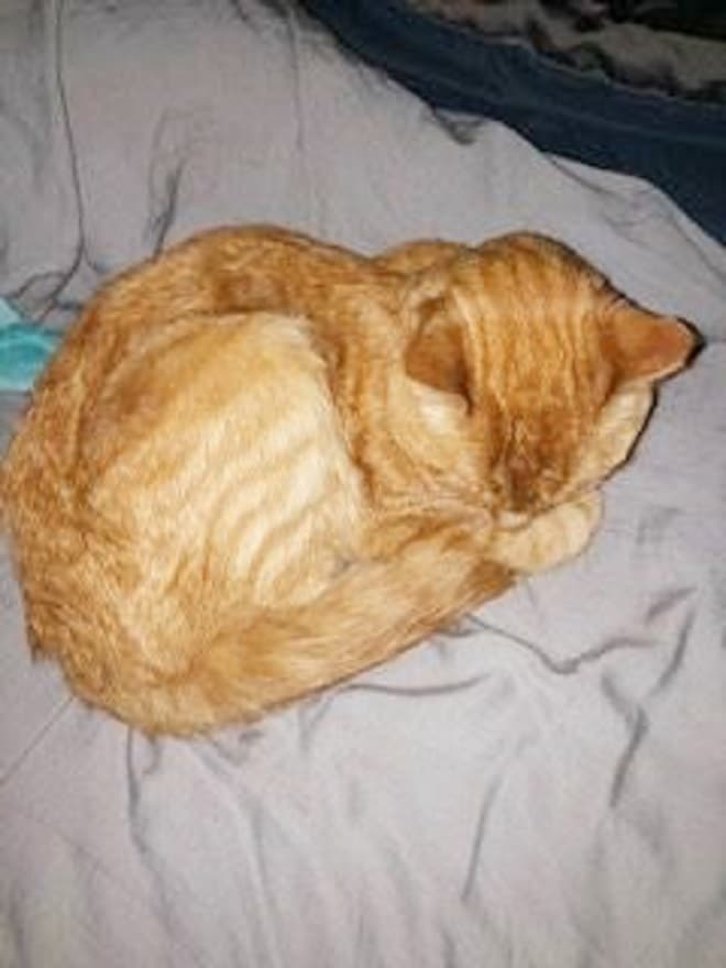 Спящий кот Кот спит