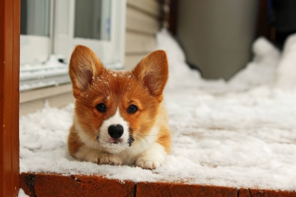 Красивые фотографии животных в снегу