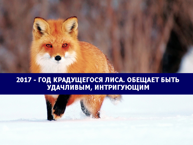 Год лисы когда 2018 Год лисы когда 2018