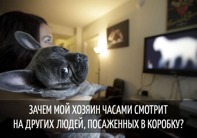 15 забавных мыслей, которые наверняка посещали каждую собаку 15 забавных мыслей, которые наверняка посещали каждую собаку