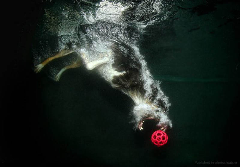 Сез Кастил, Seth Casteel, фотографии собак под водой