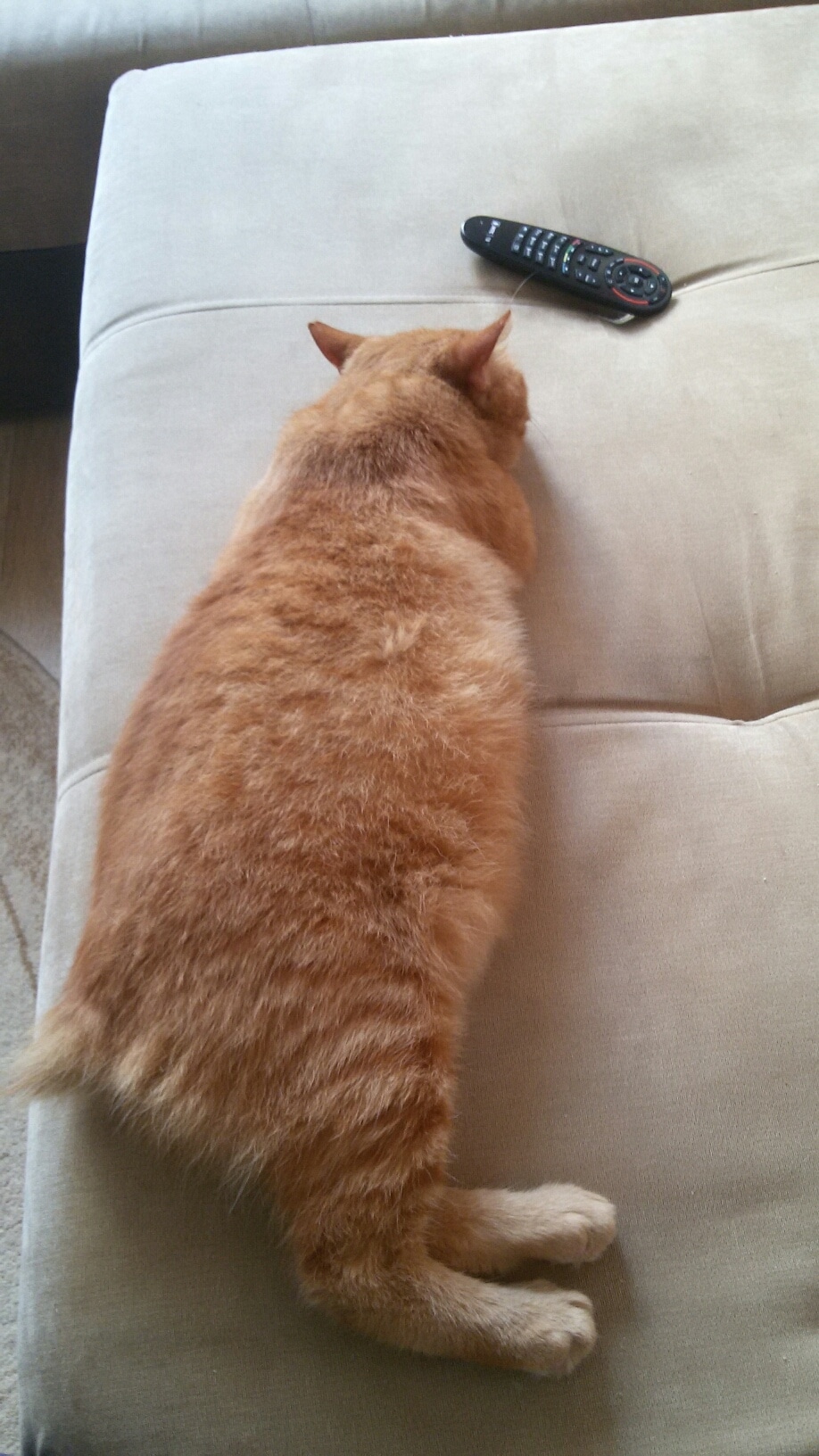 лечение кота кот на диване