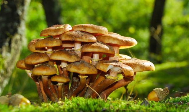 Лечение грибами — лекарство в корзинке