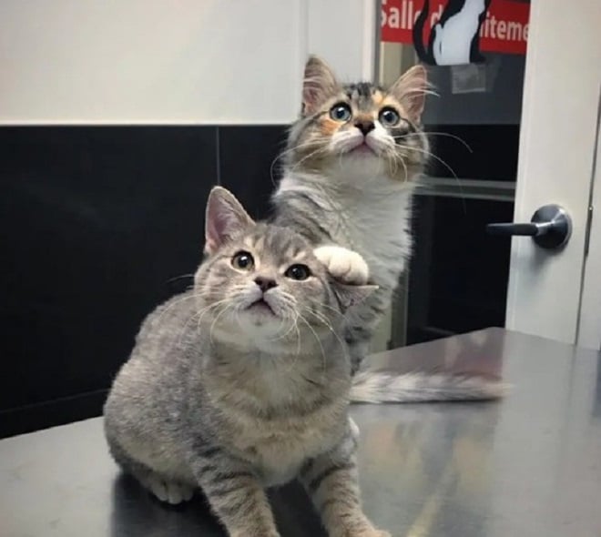 Двое котят Котята сидят