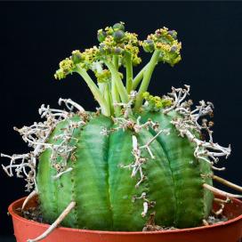 Молочай сильный (Euphorbia valida) Молочай сильный (Euphorbia valida)