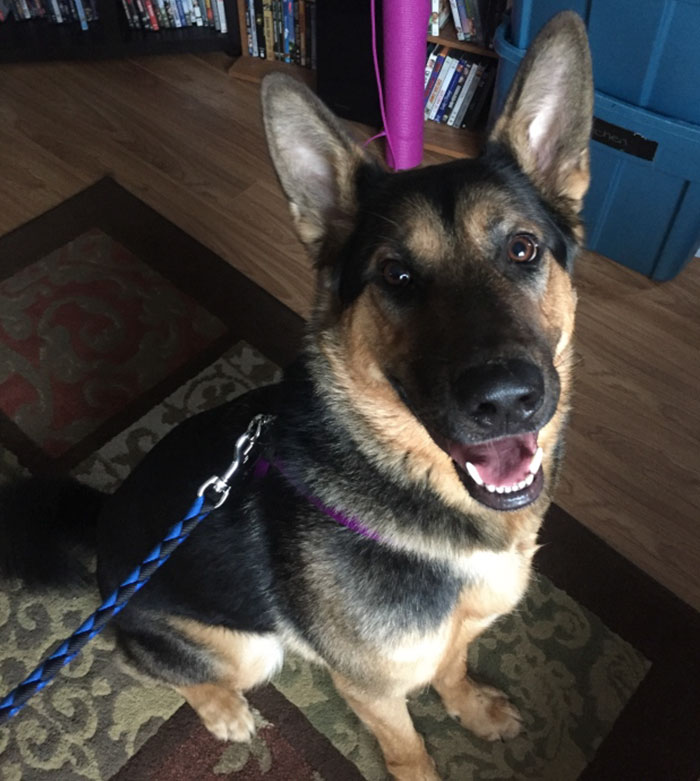 shelter-dog-tracks-woman-after-being-fed-1