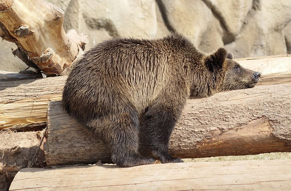 Удмуртский медведь предсказал приход весны