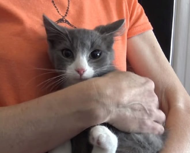 Котенок на руках Кот на руках