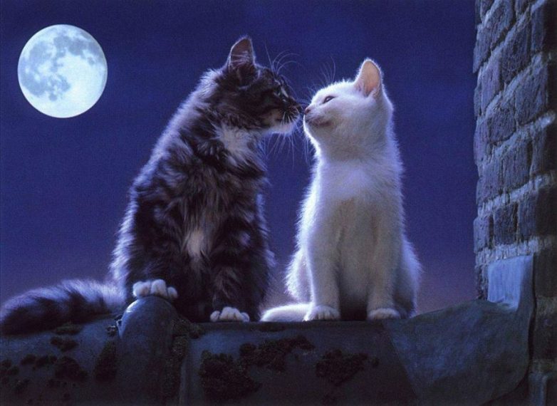 Влюбленные котейки Влюбленные котейки