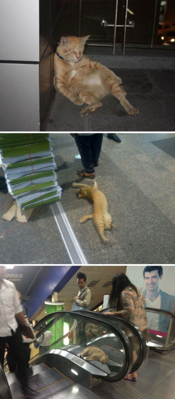 This Cat In Central Bangkok