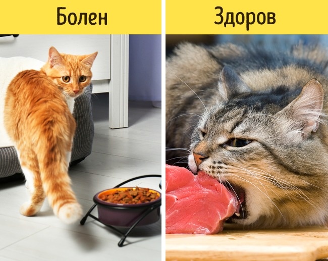 12 признаков того, что питомца надо срочно показать ветеринару