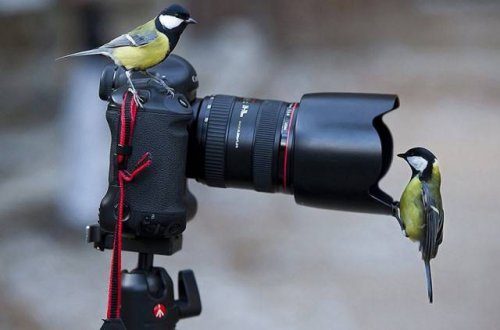 Фотографы дикой природы