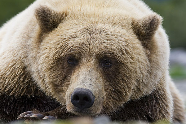 В Северодвинске из-за голодных медведей закрыли кладбище
