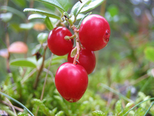 7 самых полезных продуктов сентября