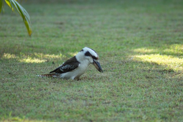 Смеющаяся кукабарра или зимородок-великан (лат. Dacelo novaeguineae/Dacelo gigas) (англ. Laughing  Kookaburra)