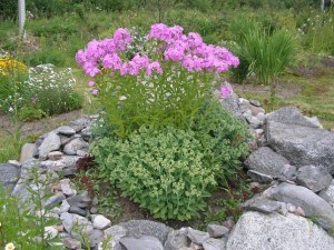 бордюры из камня бордюры из камня