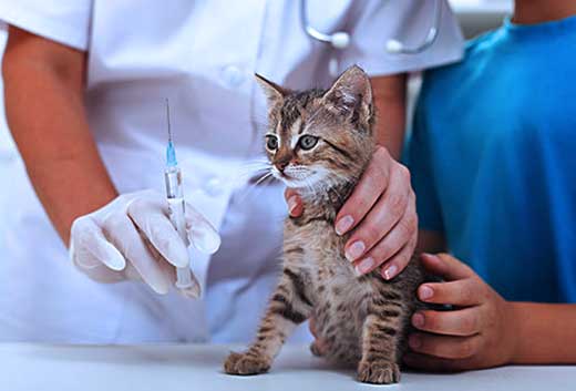 http://koshsps.ru/image/rabies.jpg